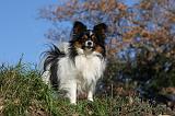 EPAGNEUL PAPILLON 126